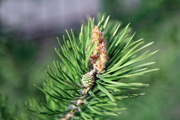 Young pine branch with new soft pinecone among needles