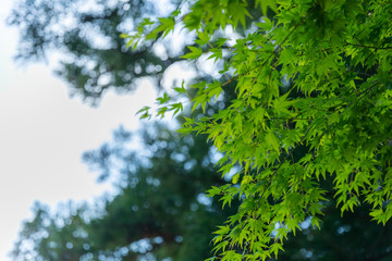 日本　鳥取　大山　もみじと空
