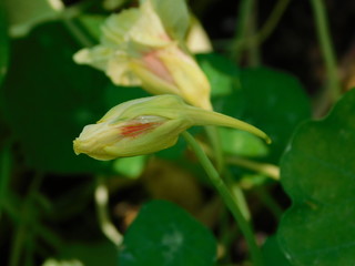 nasturtium edible flower bud