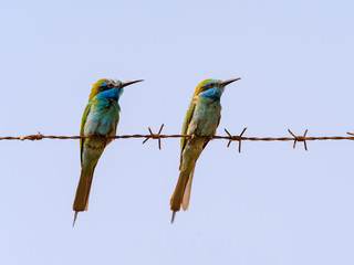 Two Little Green Bee-eater or Green Bee-eater Sitting on Wire
