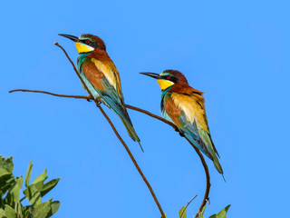 Obraz premium Two European Bee-Eaters Perched in Tree on Blue Sky in Spring