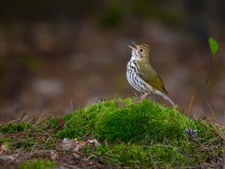 Ovenbird Perched on Log Covered in   Moss and Singing in Spring