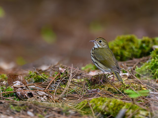 Ovenbird Perched on  Moss in Spring