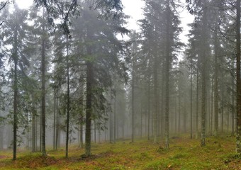 fog in the fir forest
