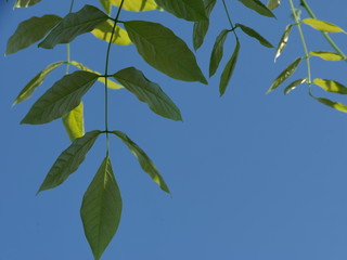 green leaves and blue sky