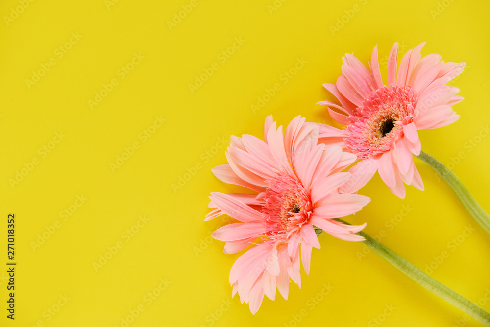 Wall mural gerbera pink flower summer beautiful blooming on yellow