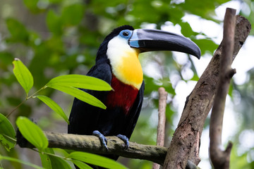 ヒムネオオハシ