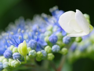 額紫陽花