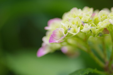 接写した紫陽花