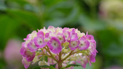 Fototapeta premium 接写した紫陽花