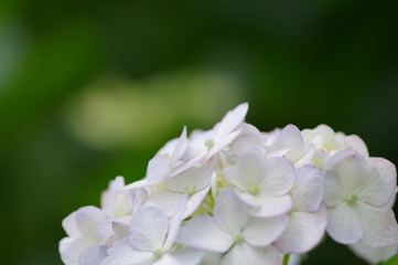 接写した紫陽花