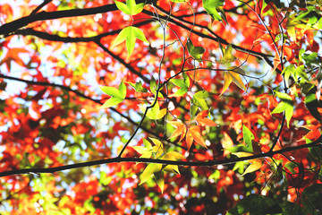 Maple tree colorful season autumn in the forest with green and red maple leaves