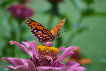 Mariposa sobre Flor Rosa con fondo