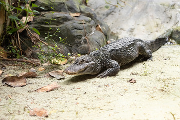 Alligator sinensis