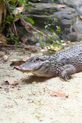 Alligator sinensis