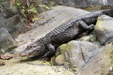 Alligator sinensis