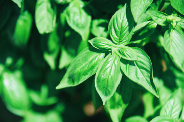 Green basil leaf plant growing in the vegetable garden plantation - Fresh sweet genovese basil herb