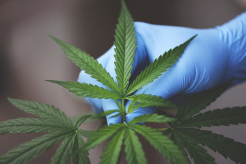 Hand touch cannabis leaves marijuana plant tree growing on dark background - Hemp leaf for extract medical healthcare natural