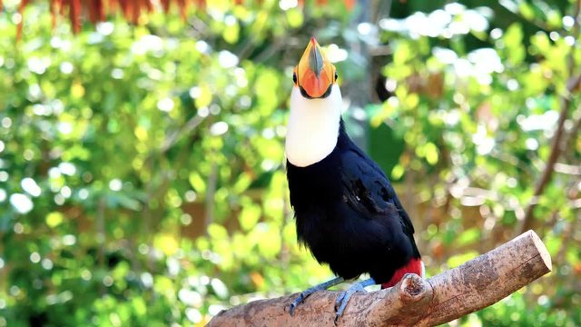 Exotic toco toucan bird in natural setting and looking, 4k movie, slow motion.