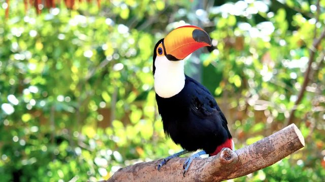 Exotic toco toucan bird in natural setting and looking, 4k movie, slow motion.