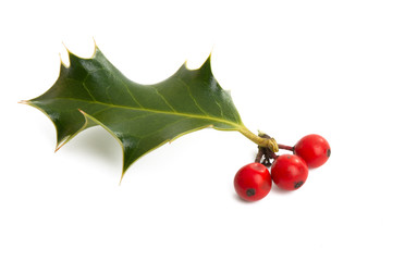 Christmas holly isolated