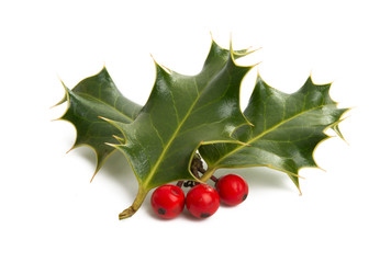 Christmas holly isolated