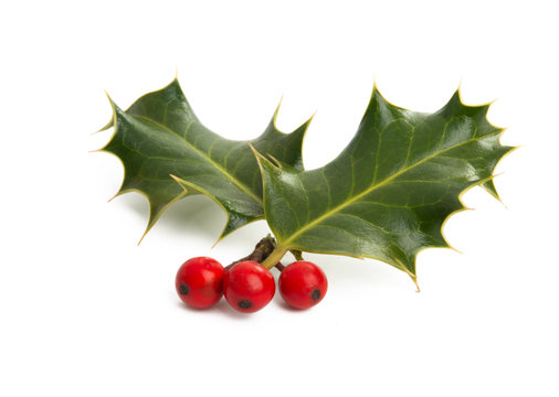 Christmas holly isolated