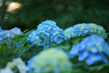長谷寺の植物、花、紫陽花