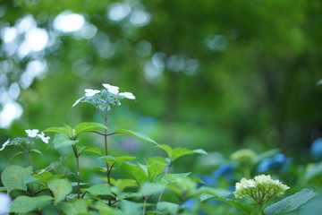 Fototapeta na wymiar 長谷寺の植物、花、紫陽花
