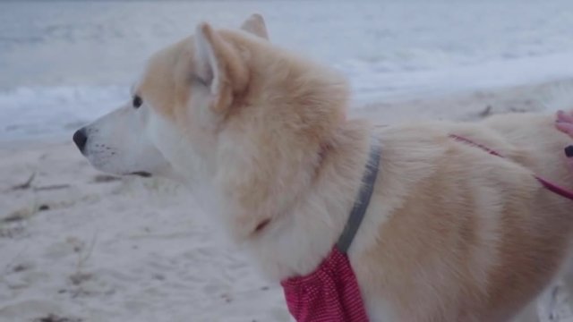 Slow Motion: A Friendly White Huskey Gets Pet on the Beach - Rio de Janeiro, Brazil