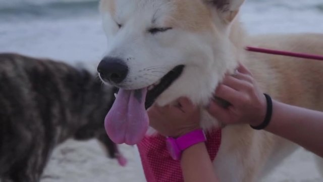 Slow Motion: Hands Pet a Beautiful White Huskey Dog on Beach - Rio de Janeiro, Brazil