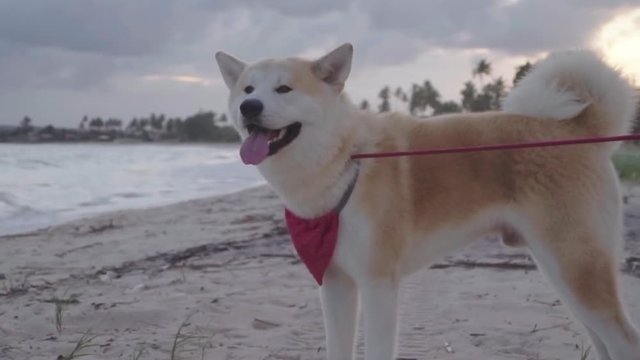 Slow Motion: A White Huskey Stands with Red Bandana - Rio de Janeiro, Brazil