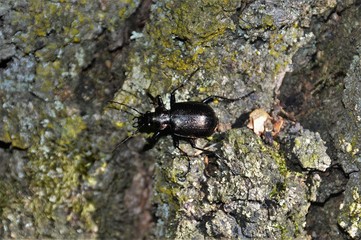 A black beetle on the bark of a tree