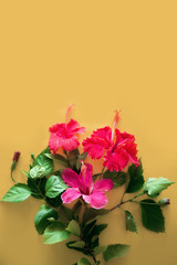 Set of tropical plants and bright large flower of red hibiscus on yellow backgroun. concept postcard red flower hibiscus. summer