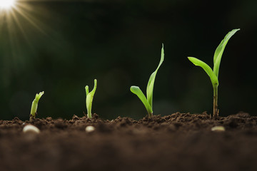 close up young corn growing step in farm