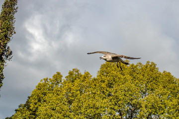 bird in flight