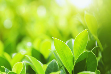 closeup green leaf on blur background at park