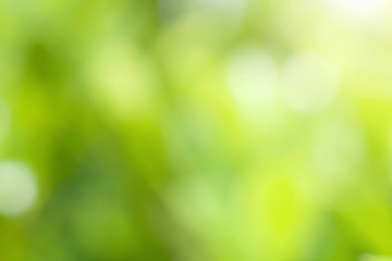 blur green leaf background