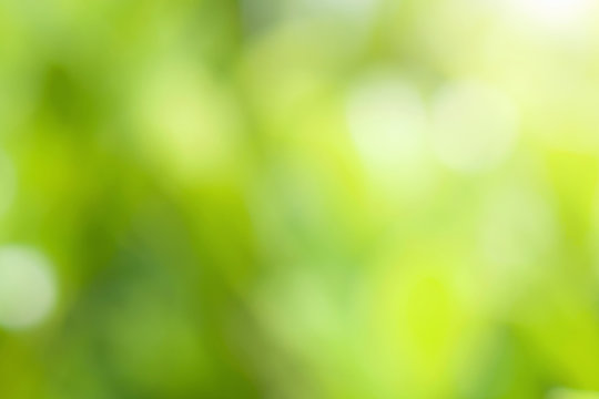 blur green leaf background