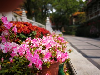 Pink flowers near the temple in Hong Kong, Lantau island