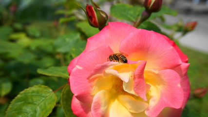 Fototapeta na wymiar Beautiful honey bee extracting nectar from rose flower with buds on green leaves background in the morning sun close up.