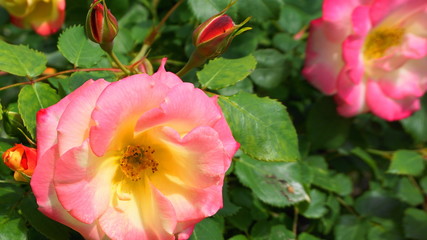 Obraz na płótnie Canvas Beautiful single rose flower with buds on green leaves background in the morning sun close up.