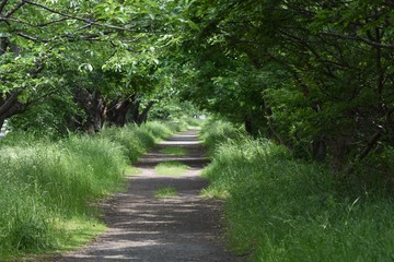 A narrow road in the country.