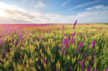 Obraz premium Spring violet flowers in wheat meadow.