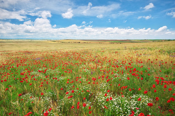 Meadow of wheat and poppy at day.