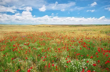 Outdoor kussens Meadow of wheat and poppy at day. © GIS