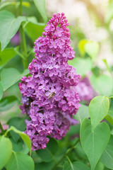 Lilac flower on bush