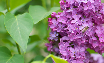 Fototapeta na wymiar Lilac flower on bush.