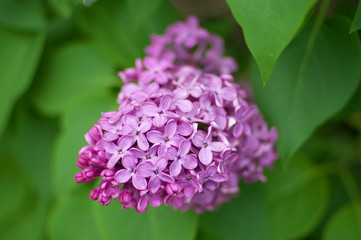 Lilac flower on bush