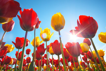 Tulips and clear sunny sky.